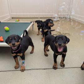 Dobermann-Welpen (m�nnlich und weiblich)