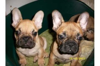 Franz- Bulldogge - welpen - seltener fa
