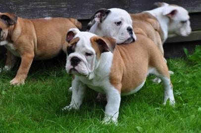 Englische Bulldoggen Knautschnasen suche