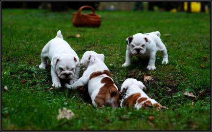 Englische Bulldoggen Knautschnasen suche