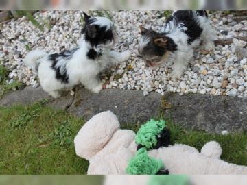 S��e Biewer-Yorkshire-Terrier & Golddust