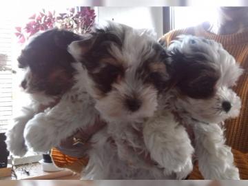 S��e Biewer-Yorkshire-Terrier & Golddust