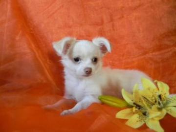 S��e Reinrassige Chihuahuawelpen