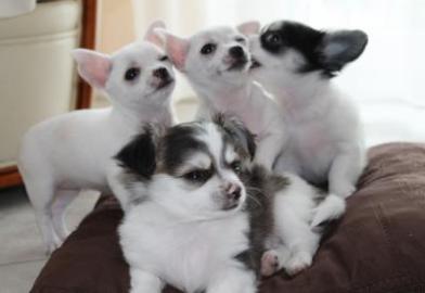 S��e Reinrassige Chihuahuawelpen