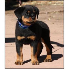 Rottweiler Welpen mit ADRK Papieren!