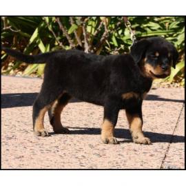 Rottweiler Welpen mit ADRK Papieren!