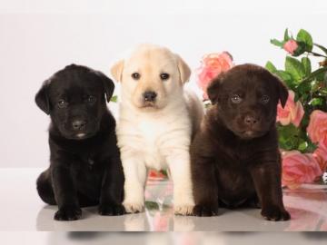 Bildsch�ne Labrador Welpen mit Papieren