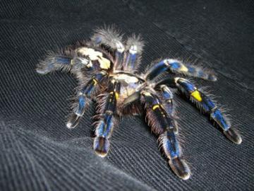 Biete: Poecilotheria metallica