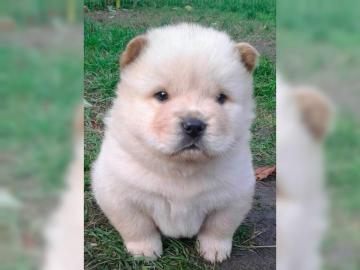 CHOW-CHOW-WELPEN MIT PAPIEREN