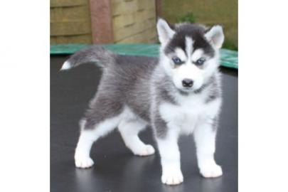 Siberian Husky Welpen zu verkaufen