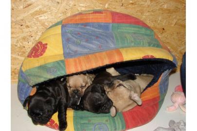Franz�sische Bulldoggen Welpen 8 Wochen
