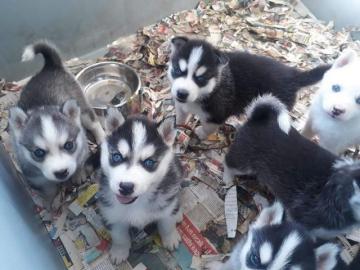 Typvolle Siberian Husky Welpen