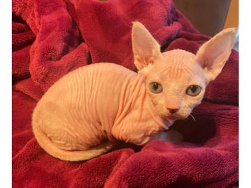 wundersch?ne sphynx K?tzchen