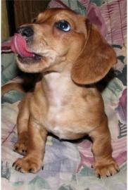 Dachshund- Welpen