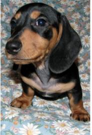 Dachshund- Welpen
