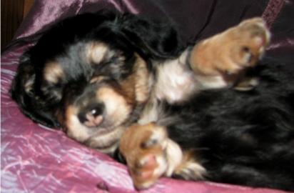 Dachshund- Welpen