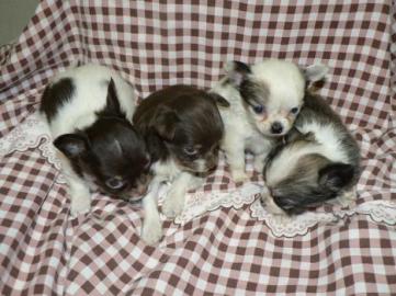 S��e Chihuahuawelpen