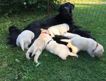 Labrador Retriever Welpen