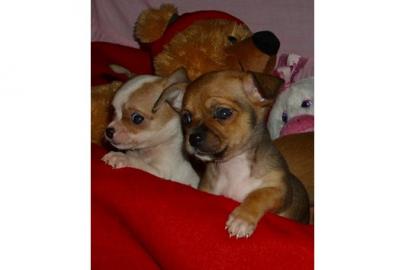 Reinrassige Mini Chihuahua Welpen mit F