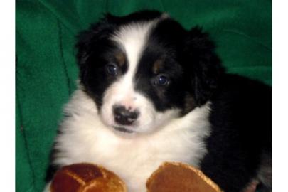 Traumhafte Australian Shepherd Welpen