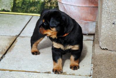 ROTTWEILER WELPEN BEREIT MIT PAPIEREN