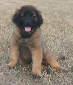 Reinrassige Leonberger Welpe - Hundin