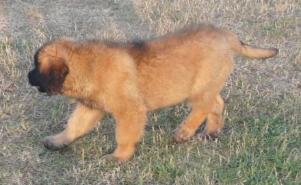 Reinrassige Leonberger Welpe - Hundin