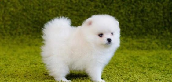 KOSTENLOS Pomeranian Zwergspitz welpen. 