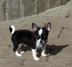 Chihuahua bereit f�r eine neue Heimat