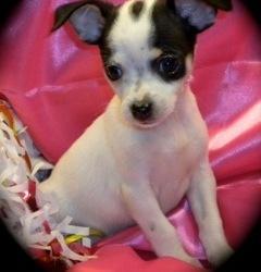 Chihuahua bereit f�r eine neue Heimat