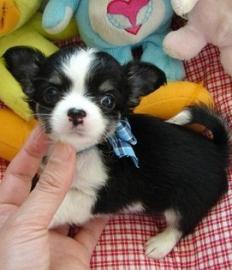Chihuahua- Jungs LH & KH