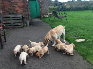 S??e Labrador Retriever Welpen erh?ltlic