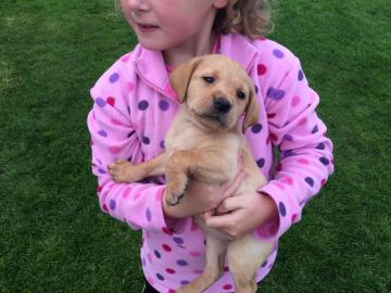 S??e Labrador Retriever Welpen erh?ltlic