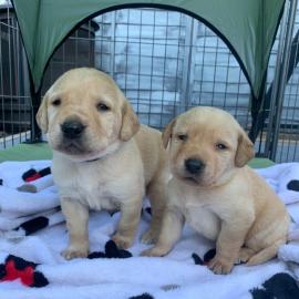S??e Labrador Retriever Welpen erh?ltlic