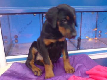 Typvolle Dobermannwelpen mit Ahnenpass W