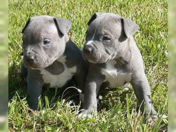 Top American Pit Bully H?ndinnen und R?d