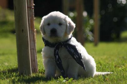 golden retriver welpen -