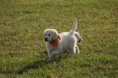 golden retriver welpen -