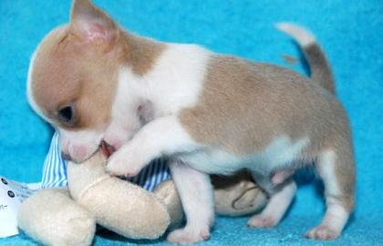 S��e (Tea-CupChihuahua) Welpen