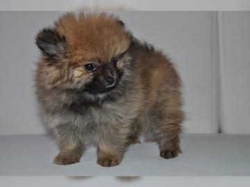 Pomeranian Zwergspitz Welpen