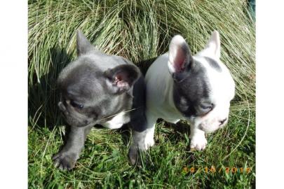 S��er Franz�sisch Bulldogge-Welpen, ( 2