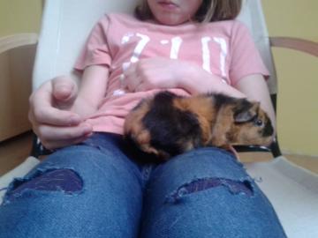 XXL Riesenmeerschweinchen CH Teddy Cuys