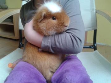 XXL Riesenmeerschweinchen CH Teddy Cuys