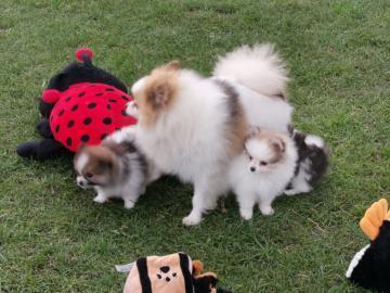 Fantastisch Sch?ne Pomeranian Welpen