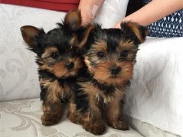 Yorkshire Terrier Welpe
