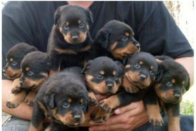 Rott. weiler sucht sofort eine neue Fami