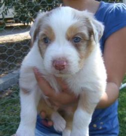 Bildh�bsche Aussie welpen
