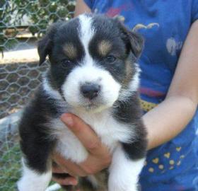 Bildh�bsche Aussie welpen