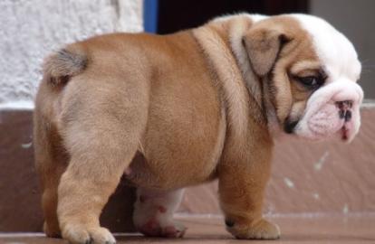 English bulldoge