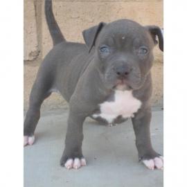 Sehr sch�ne Pit bull blue-line Welpen